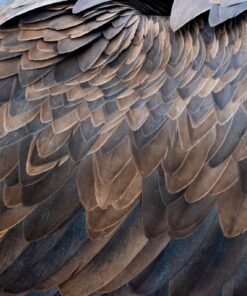 Samolepka na stěnu Hnědé peří