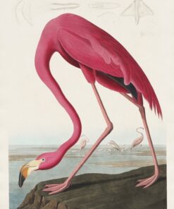 Fototapeta Pink Flamingo