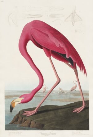 Fototapeta Pink Flamingo