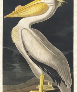 Fototapeta Bílý pelikán