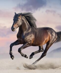 Fototapeta Kůň cválající v poušti