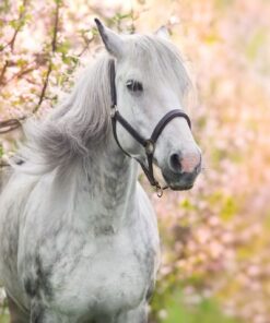 Fototapeta Kůň mezi květinami