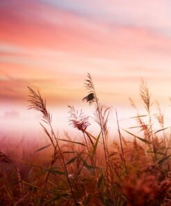 Fototapeta Misty morning 2