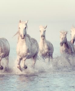 Fototapeta Koně běží na vodě 2