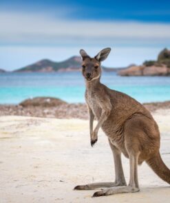 Fototapeta Klokan na pláži