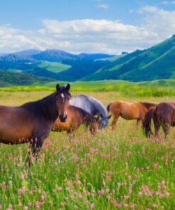 Fototapeta Koně na pastvě