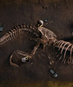 Fototapeta Fosilie dinosaura