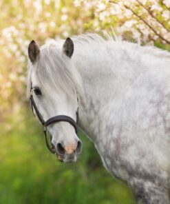 Fototapeta Kůň v jarní scenérii