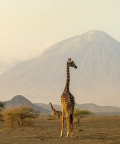 Fototapeta Žirafa na pozadí hor