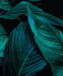 Fototapeta Coconut Palm Leaves