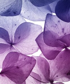 Fototapeta Violet Field