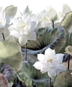 Fototapeta Lotosový květ 3