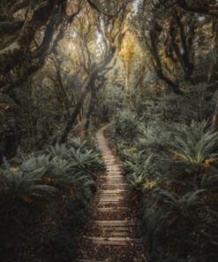 Fototapeta Džungle na Novém Zélandu