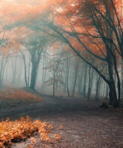 Samolepka na zeď Podzimní stromy 3