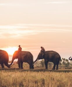 Fototapeta Čtyři sloni