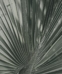 Fototapeta Grey Light