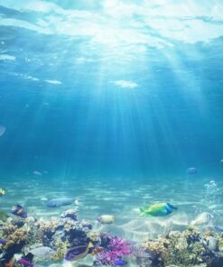 Fototapeta Korálový útes 3