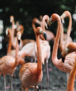 Fototapeta Hejno plameňáků 2