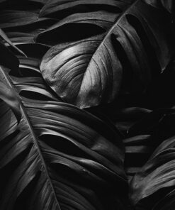 Fototapeta Liście Monster