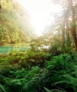 Fototapeta Tajemný les 5