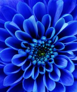 Fototapeta Blue Dahlia