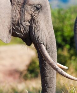 Fototapeta Elephant In Profile