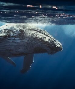 Fototapeta Velryba 3