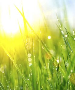 Fototapeta Morning Dew