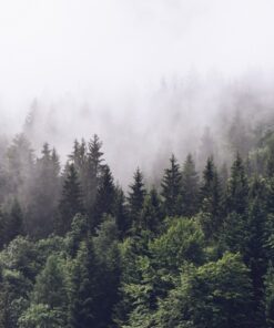 Fototapeta Misty forest 3