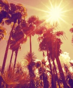 Fototapeta Slunce za stromy