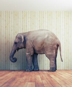 Fototapeta Elephant in Peace