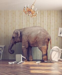 Fototapeta Elephant in Peace 2