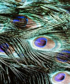 Fototapeta Paví peří