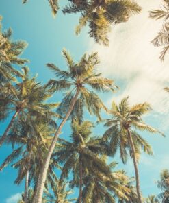 Fototapeta Sunny Palms 2