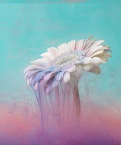 Fototapeta White Daisy and Smoke