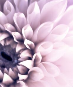 Fototapeta Světle fialová jiřina