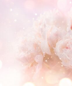 Fototapeta Jemná pivoňka