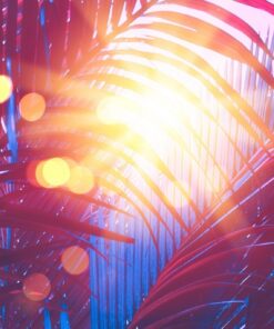 Fototapeta Letní sluneční paprsky a palma