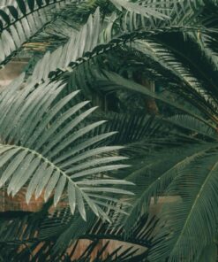 Fototapeta Palmová plantáž