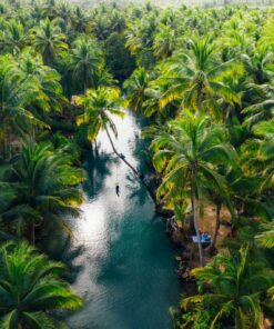 Fototapeta Palm Jungle na Filipínách