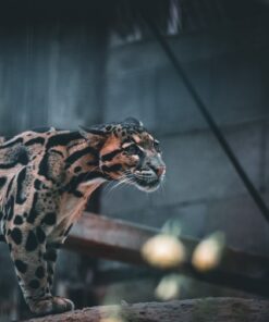 Fototapeta Portrét leoparda v zoo