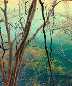 Fototapeta Tangled Vines