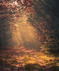 Fototapeta Lesní cesta a paprsky slunce