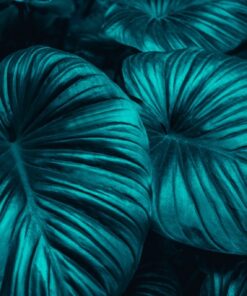 Fototapeta Zelený List Textura