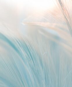 Samolepka na zeď Bílé peří