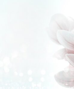 Fototapeta Magnolia flowers