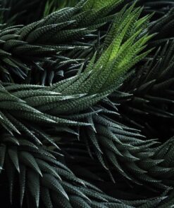 Nálepka na zeď Green Leaf Texture