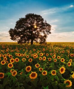 Fototapeta Pole kvetoucích slunečnic
