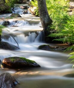 Fototapeta Forest Stream