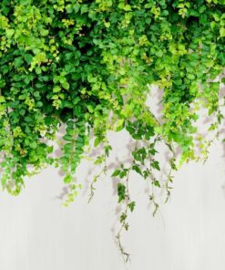 Fototapeta Zelení horolezci